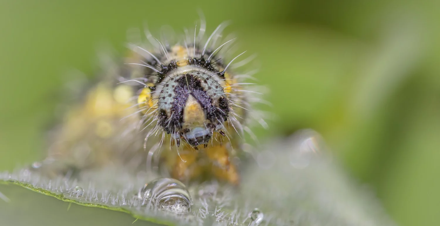 Large White Caterpillar Portrait