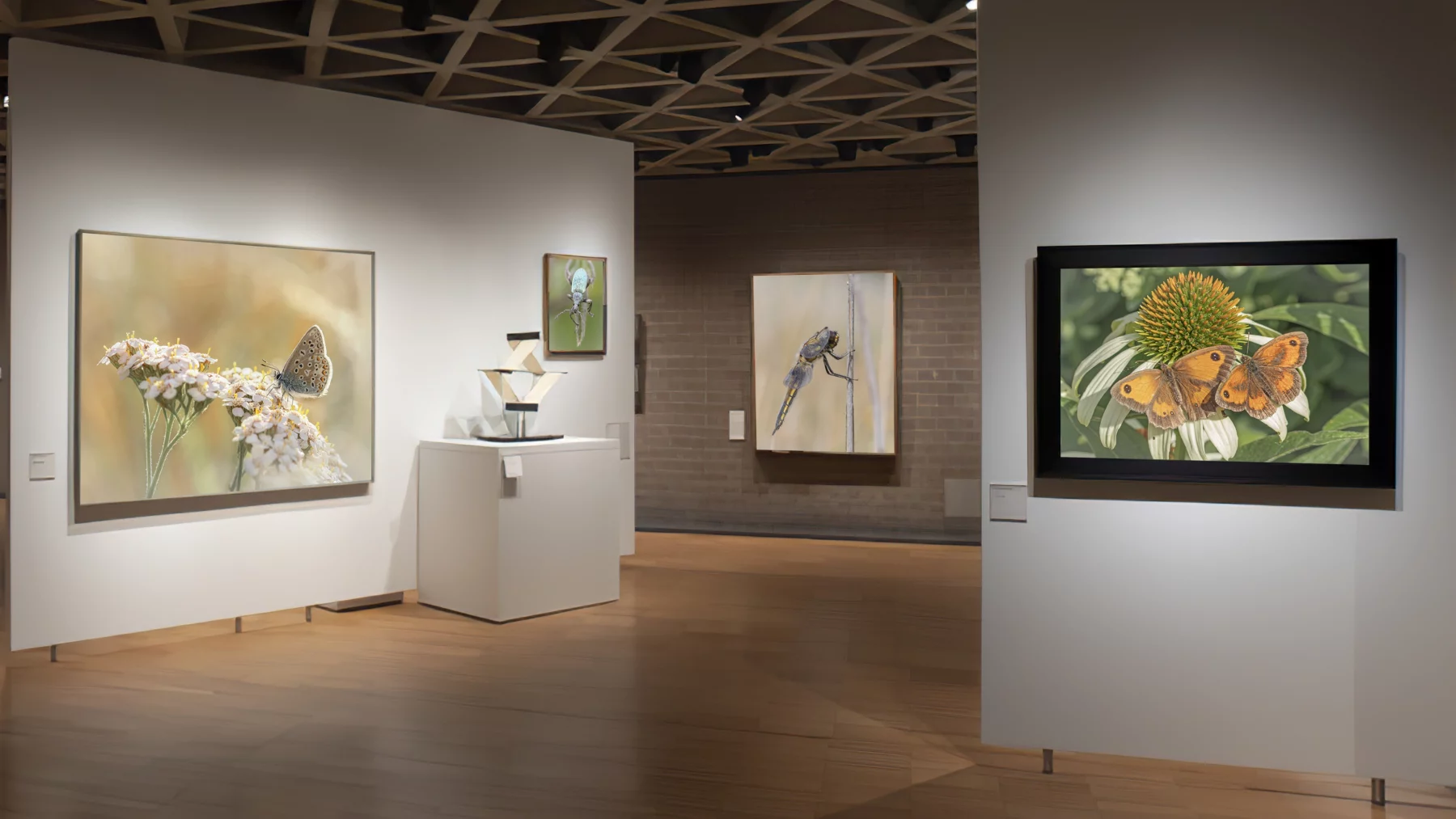 An art gallery featuring wildlife photography artworks